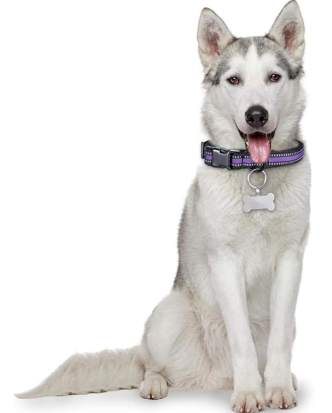 Dog wearing a purple collar with a bone-shaped tag on a white background